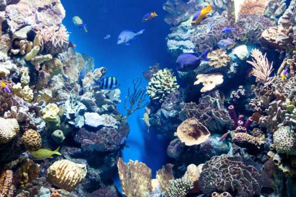 Exploring Coral Reefs: The Biodiversity Hotspots of the Ocean