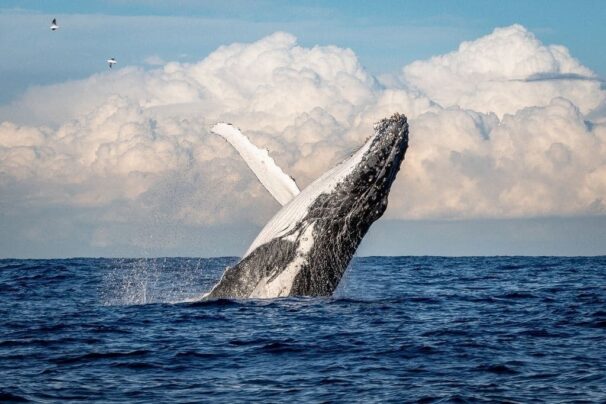 Ocean Giants: Whales and Their Struggle for Survival